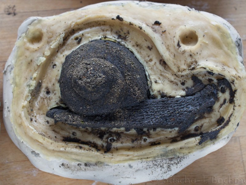 Video of Bioplastic and Sand Casting of Snake, Snail and&nbsp;Bird