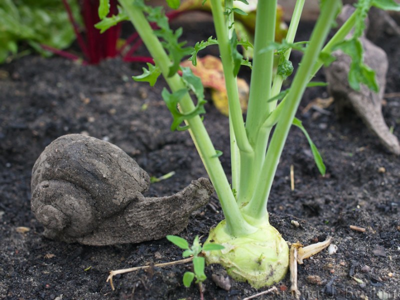 Site-Specific Installation ‘Minaminals&nbsp;I’