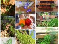 Vertical Pallete Garden Workshop&nbsp;Swakopmund