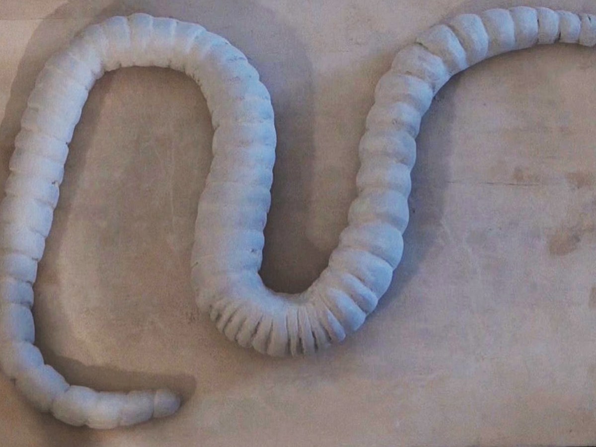 Video of Production of Earthworm&nbsp;Prototype