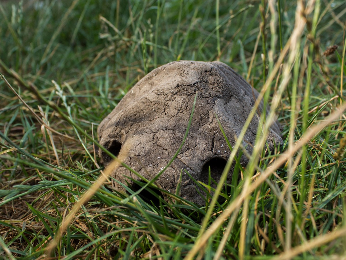 First Update -‘The Soil We Live of’&nbsp;Residence