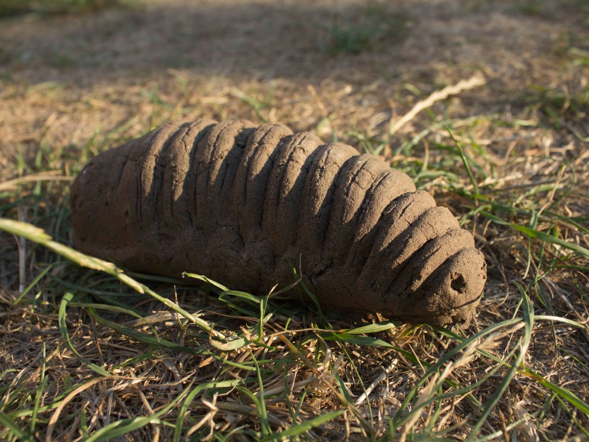 Video of Chafer Grub Mould&nbsp;Making